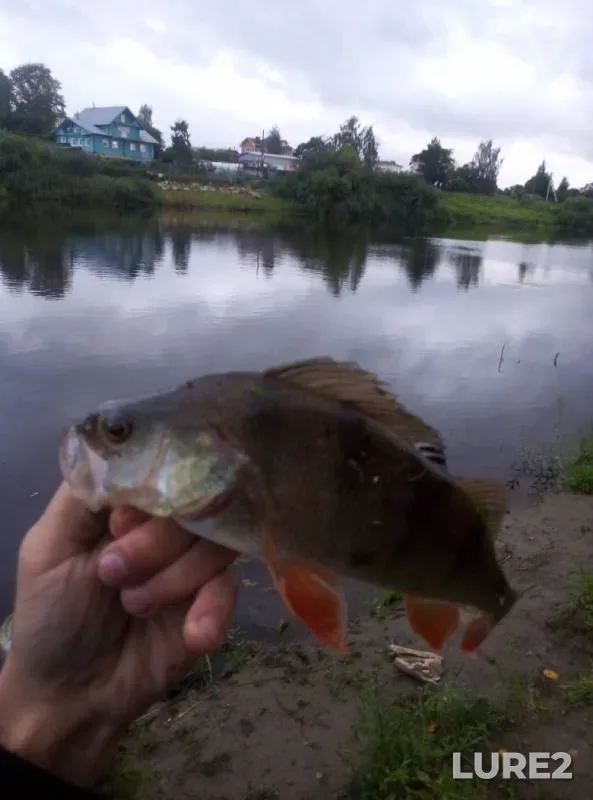 Perch — Vologda, Aug 29, 2019