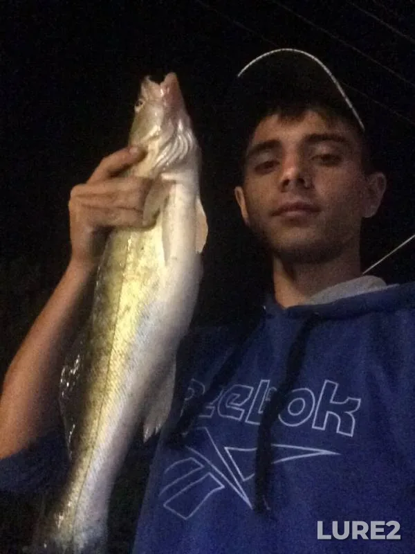Zander — Sіverskiy Donets / Severskiy Donets, Aug 30, 2019