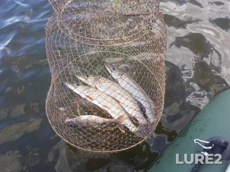 Perch, Pike — Sumskoye, Aug 31, 2019
