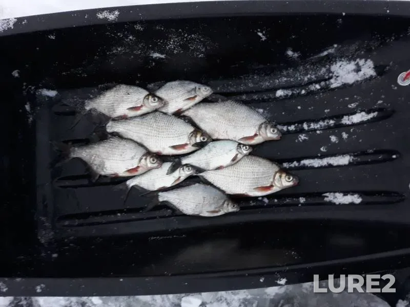 White bream — Nagornoye, Dec 14, 2018