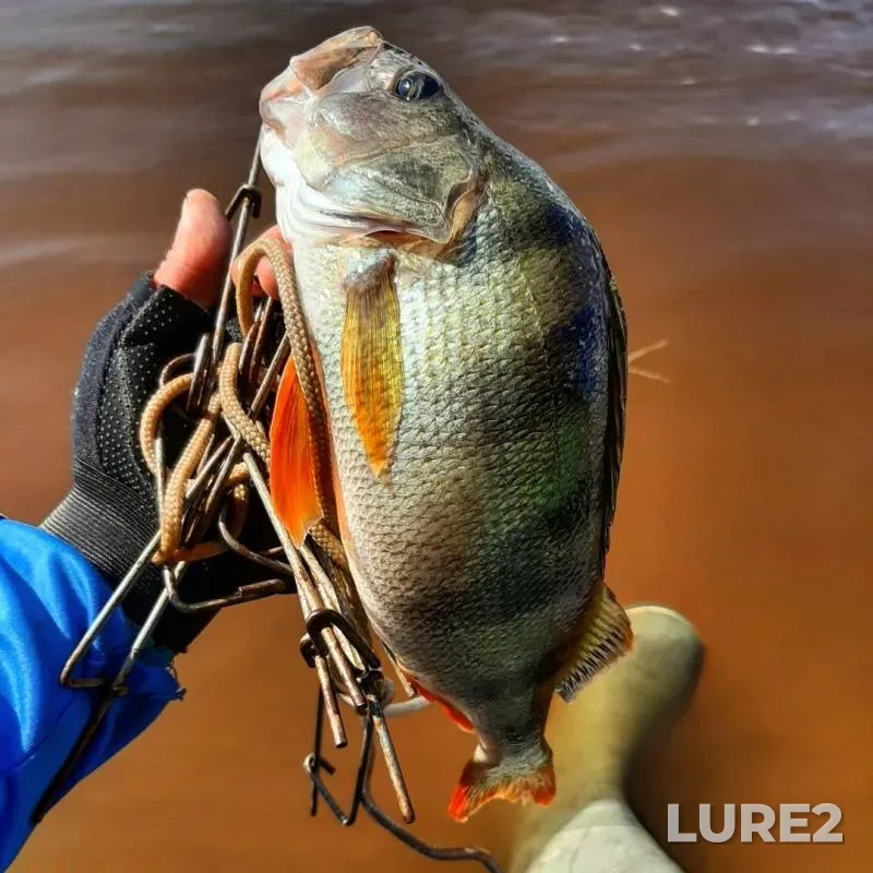 Perch — Irtysh, Sep 19, 2019