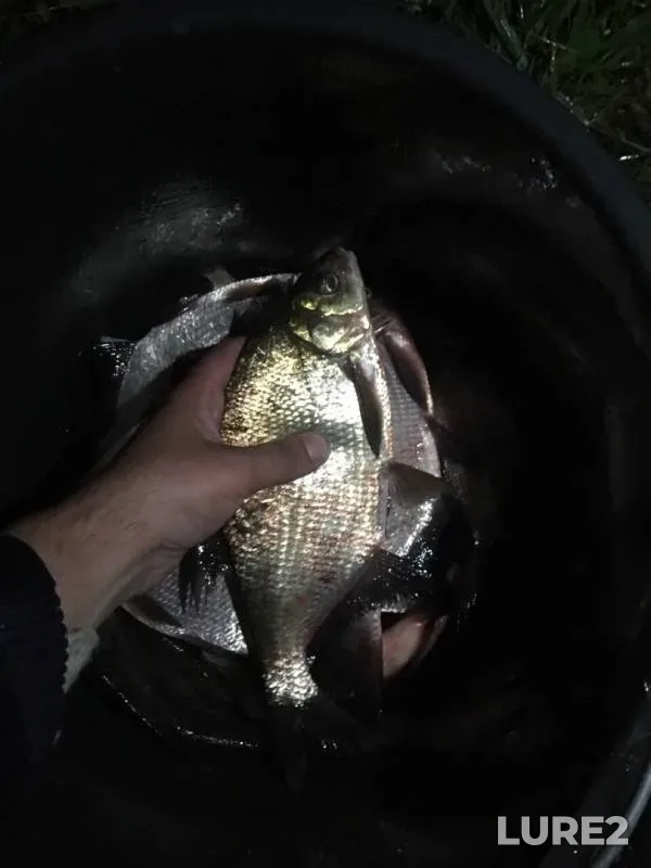 Bream — Volga, Sep 22, 2019