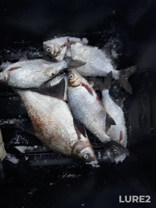 Bream, White bream — Nagornoye, Dec 12, 2018