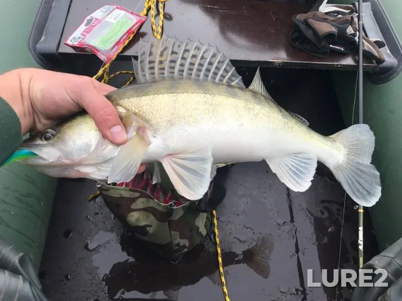 Zander — Ruza, Sep 28, 2019