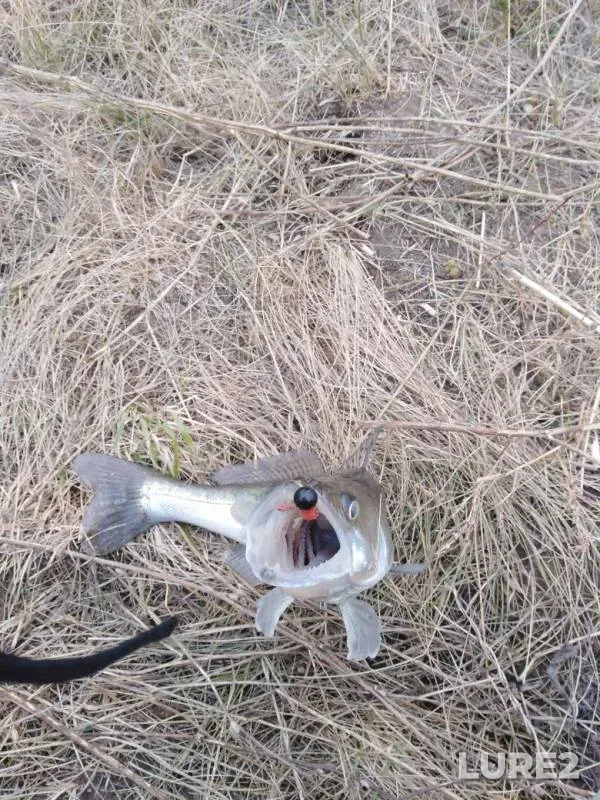 Pike — Korocha, Oct 07, 2019