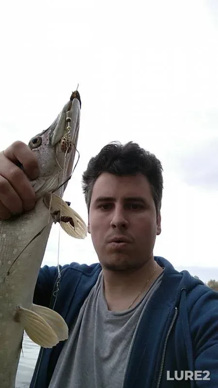Perch, Pike — Istok, Oct 15, 2019
