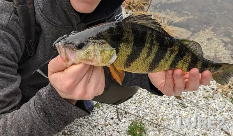 Yellow perch — Lake Aeroflex, Jul 07, 2018