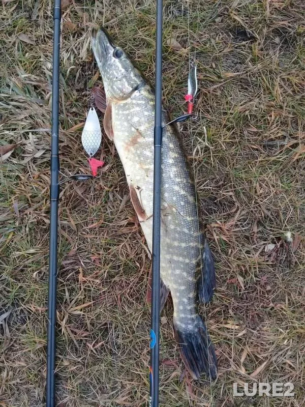 Pike — Zhayyқ - Ural, Oct 25, 2019
