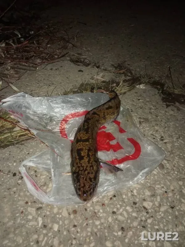 Burbot — Kama, Oct 28, 2019