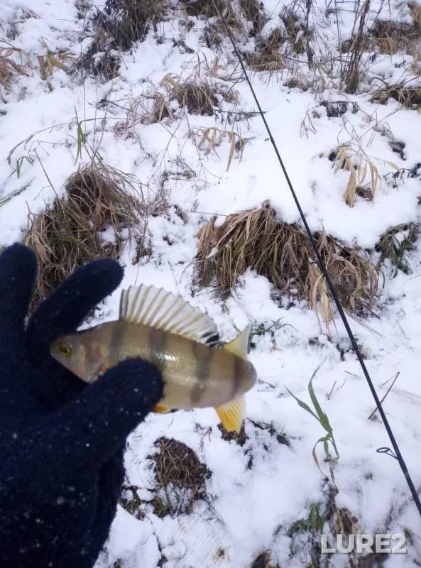 Perch — Vologda, Nov 03, 2019