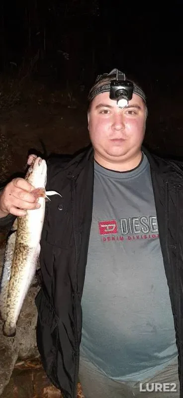 Burbot — Kama, Nov 13, 2019