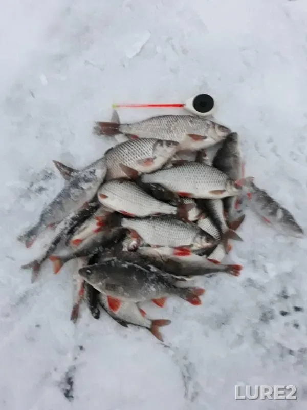 Perch, Roach — Volga, Dec 03, 2018