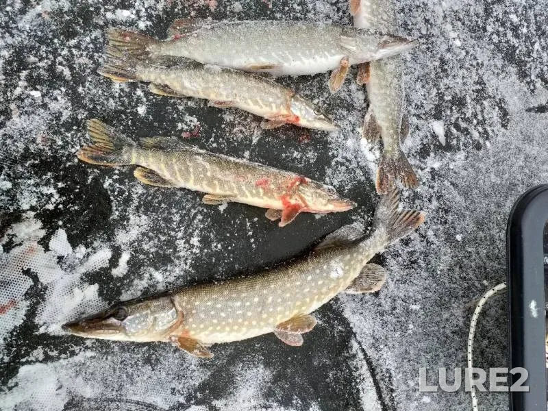 Pike — Katyshka, Nov 28, 2019