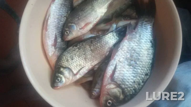 Crucian carp — Kengirskoye, May 22, 2019