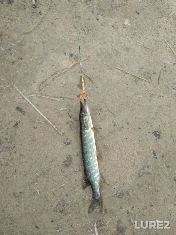 Pike — Cheryokha, May 26, 2019
