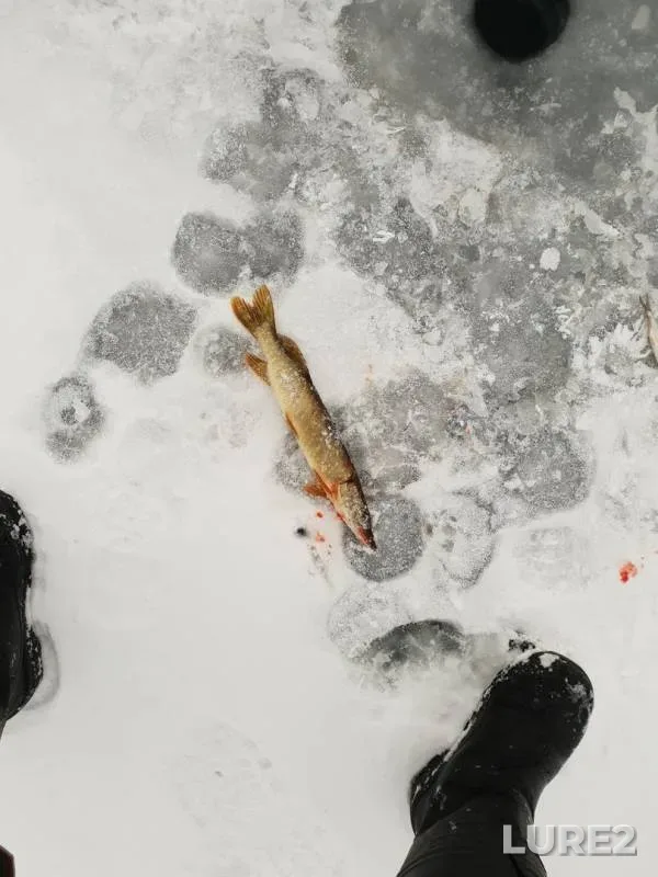 Pike — Spasskoye, Nov 25, 2018
