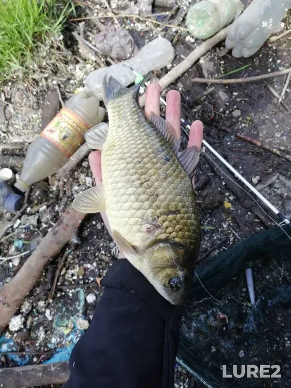 Crucian carp — Beryozovka, May 31, 2019