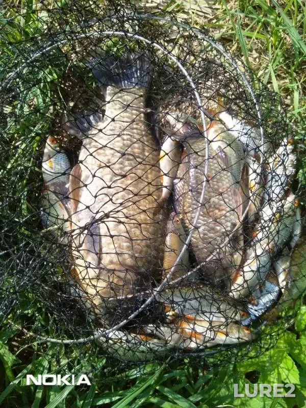 Crucian carp, Rudd — Kharkіvska oblast, Jun 01, 2019