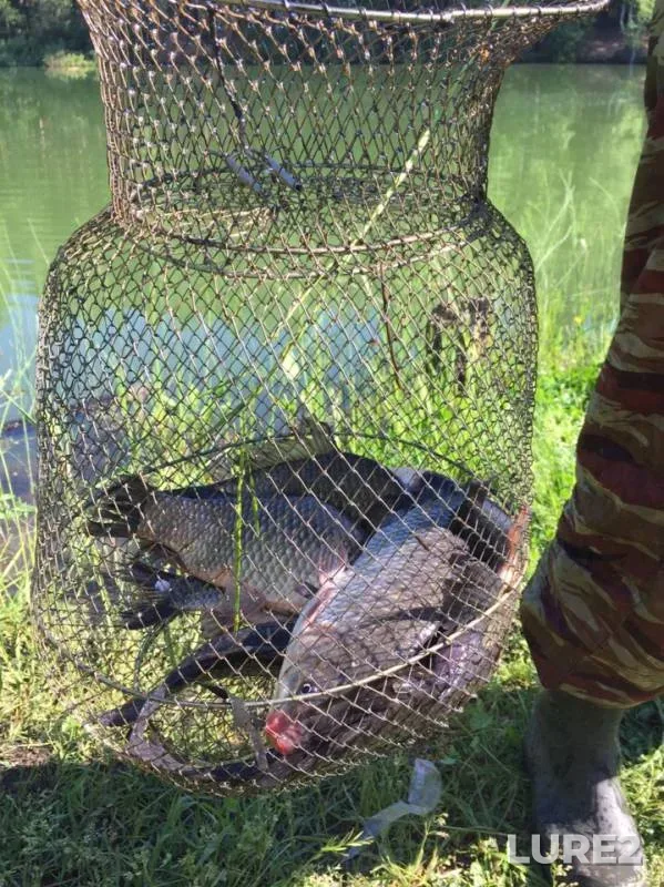Crucian carp — Moskovskaya oblast, Pavlovo-Posadskiy gorodskoy okrug, Jun 02, 2019
