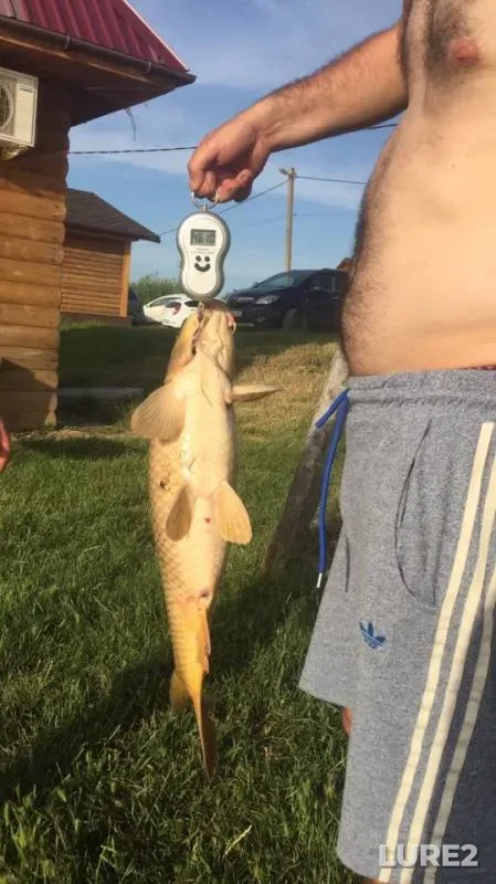 Carp — Gostagayka, Jun 02, 2019