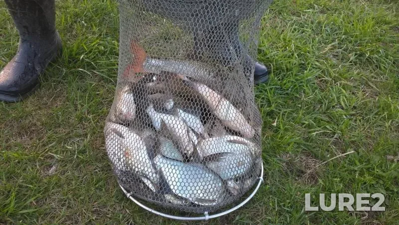 Bream — Chulym, Jun 03, 2019