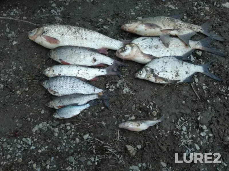 Bream, Ide — Novosibirskaya oblast, Jun 04, 2019