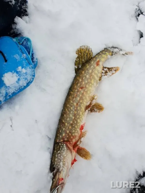 Pike — Spasskoye, Nov 20, 2018