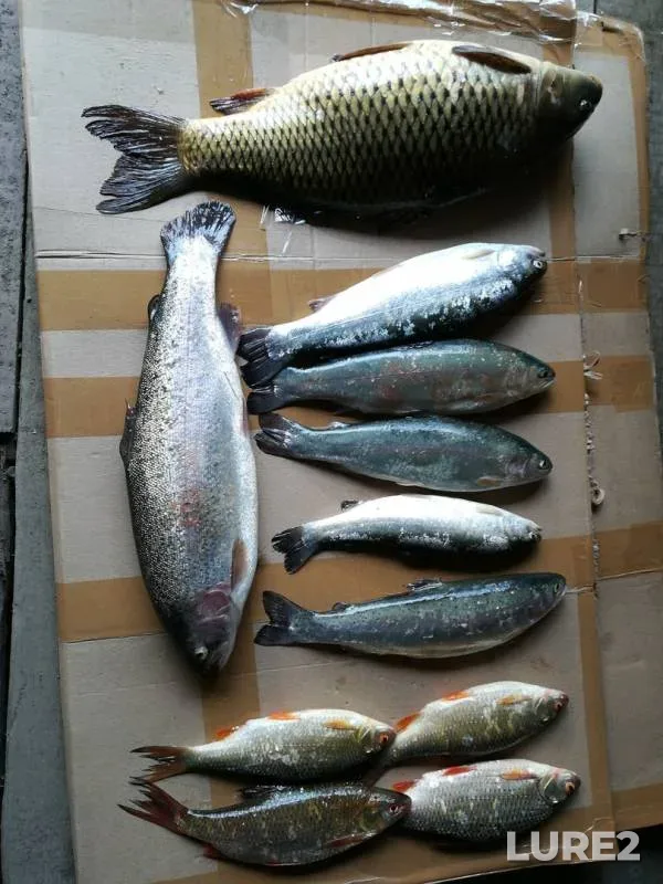 Carp, Roach — Dlinnoye, Jun 10, 2019