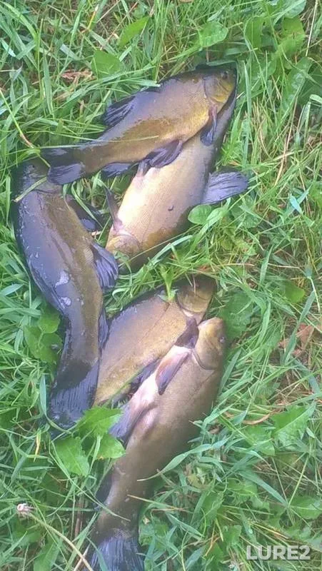 Tench — Porost, Jun 17, 2019