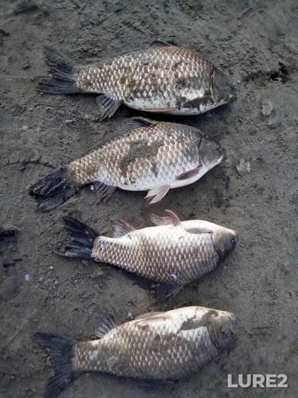 Crucian carp — Kurganskaya oblast, Jun 18, 2019
