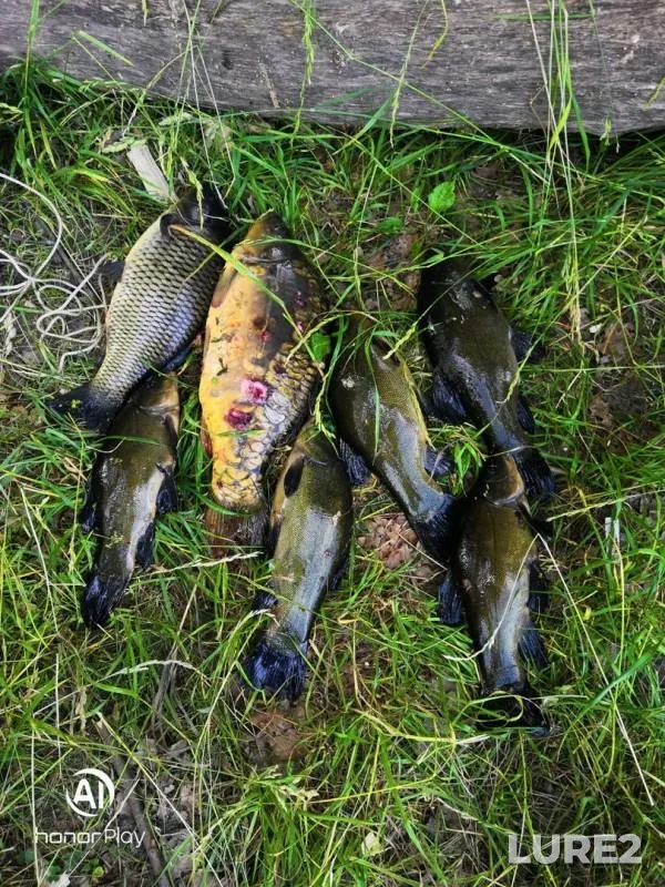 Carp, Tench — Olkhovka, Jun 18, 2019