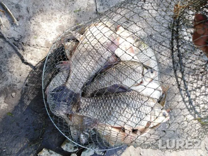 Crucian carp — yerik Uzkiye Baklantsy, Jun 19, 2019