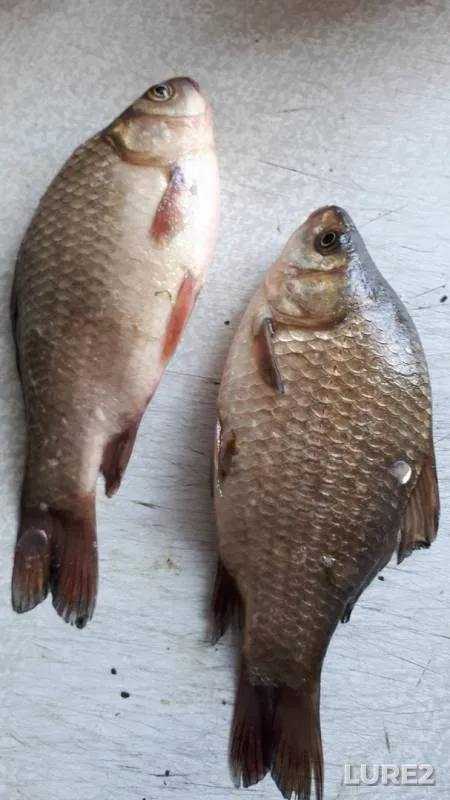 Crucian carp — Meshcherskoye, Jun 18, 2019