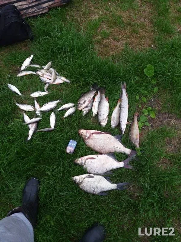 Bream, Ide — Ob, Jun 23, 2019