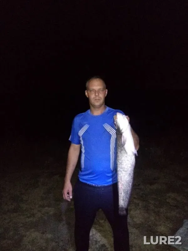 Wels catfish — Don, Jul 01, 2019