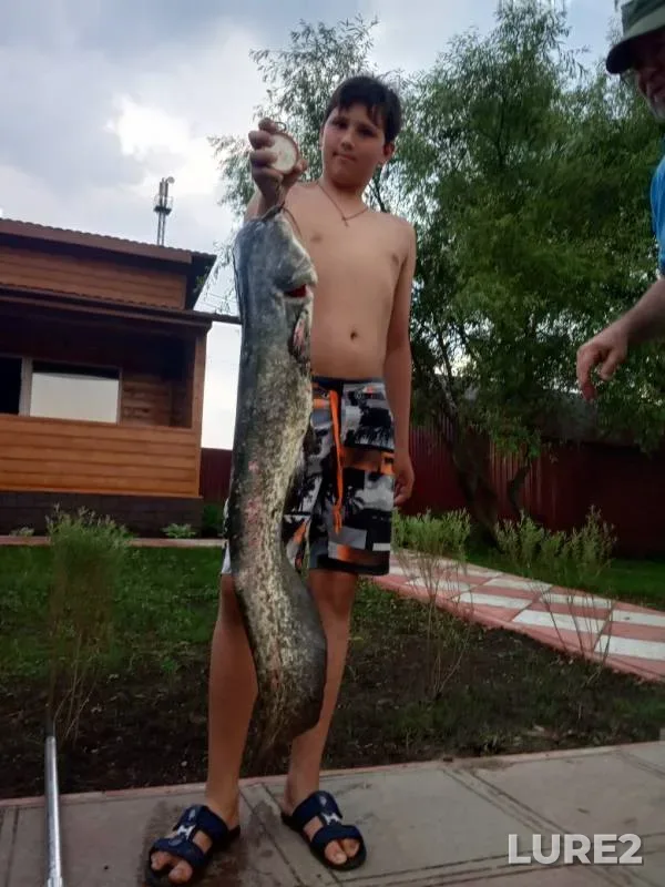 Wels catfish — Moskovskaya oblast, gorodskoy okrug Shchyolkovo, Jul 05, 2019