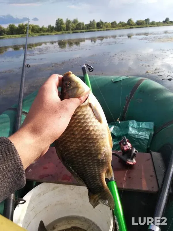 Crucian carp — Vishnevka, Jul 13, 2019