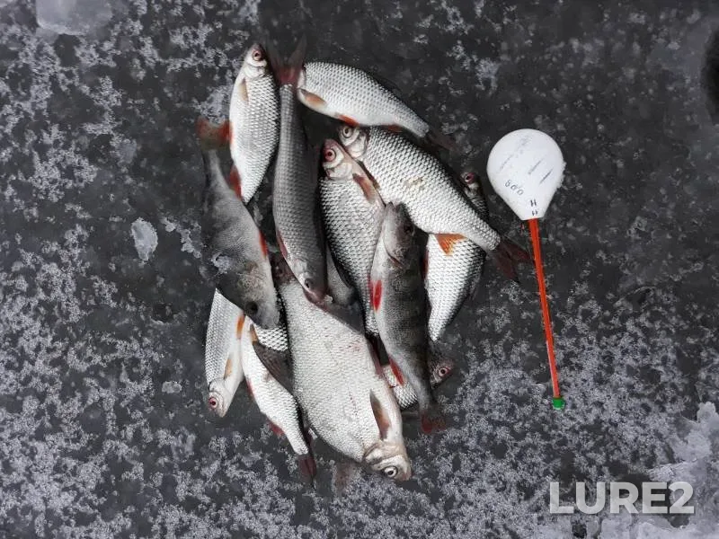 Bream, Perch — Muromskoye, Nov 19, 2018