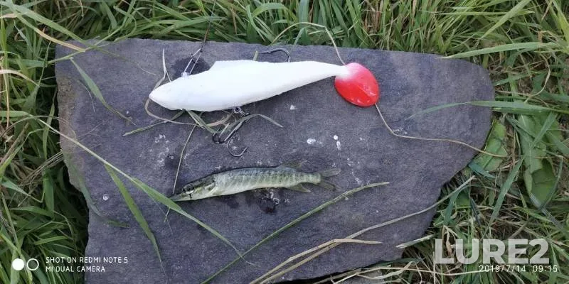 Pike — Ishim, Jul 14, 2019