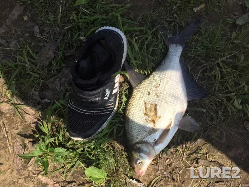Bream, Pike — Klyazma, Jul 16, 2019