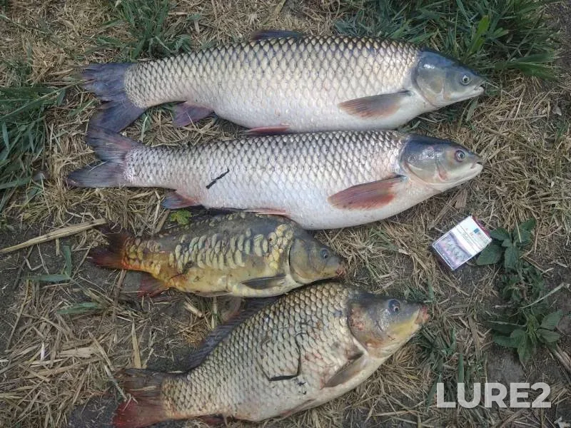 Carp — 3ya-Kochety, Jul 12, 2019