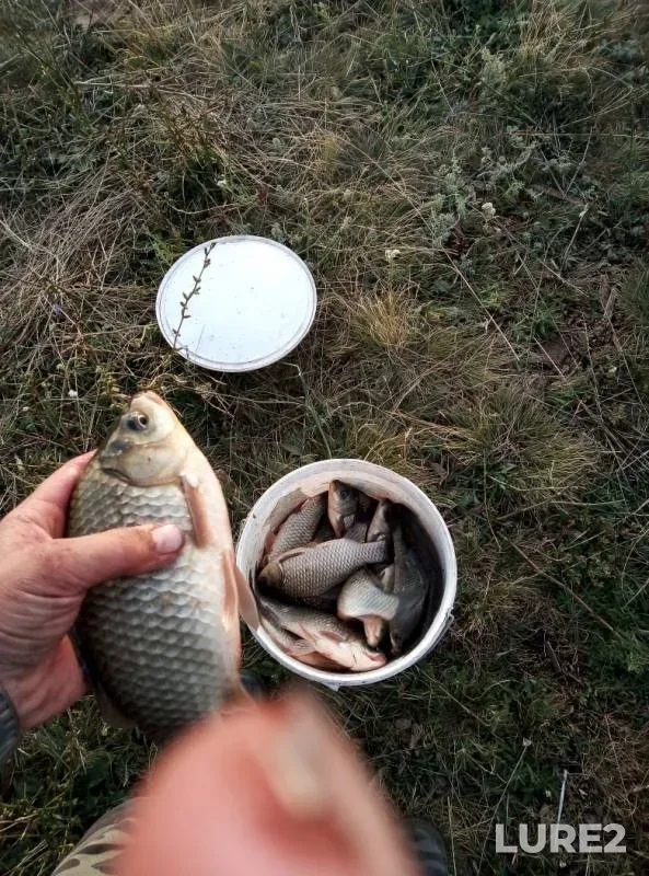 Crucian carp — Voronezhskaya oblast, Jul 10, 2019