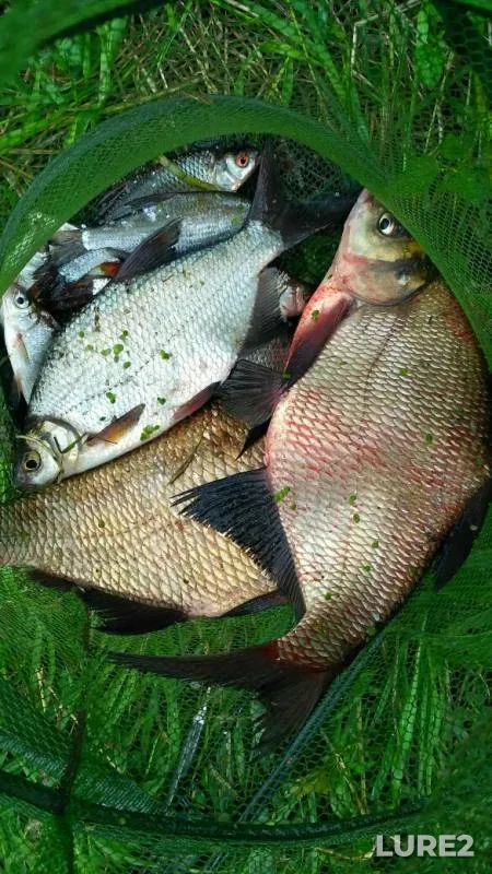 Bream, Roach — Tulskaya oblast, Jul 08, 2019
