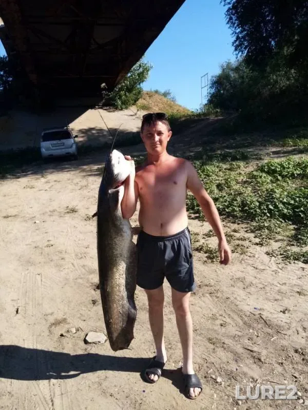 Wels catfish — Akhtuba, Jul 07, 2019