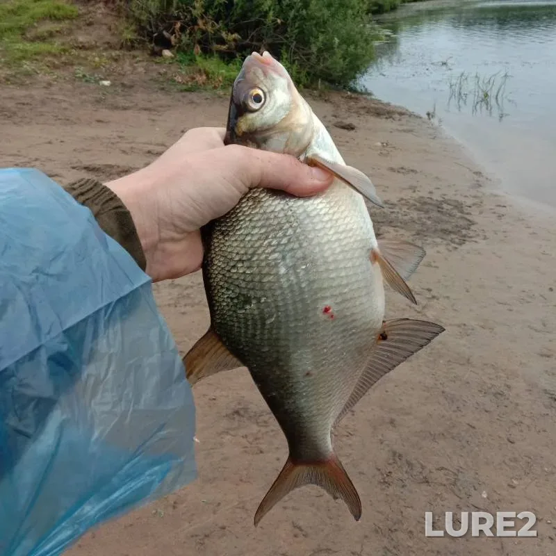 Bream — Mologa, Jul 05, 2019