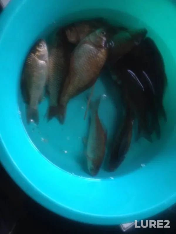 Crucian carp — Donetska oblast, Jun 30, 2019