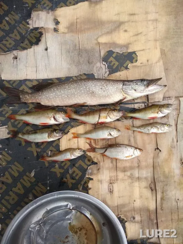 Perch, Pike — Ishim, Jul 23, 2019