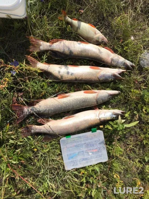 Perch, Pike — Ulyanovskaya oblast, Jul 23, 2019