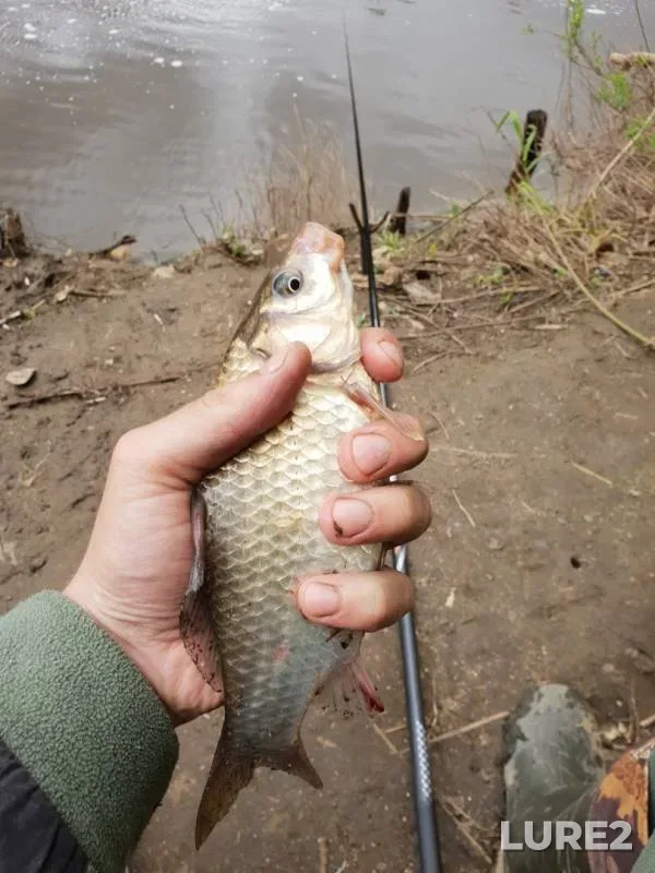 Bream, Crucian carp — Oka, Jun 07, 2018