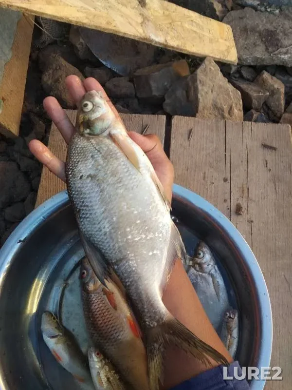 Bream, Perch — Ishim, Jul 20, 2019